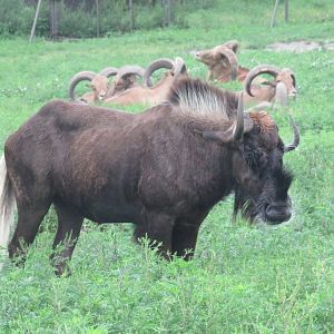 Black wildebeest