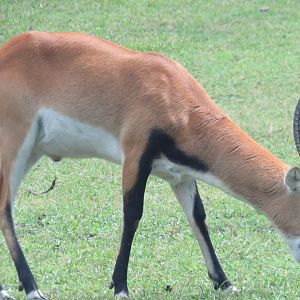Red lechwe