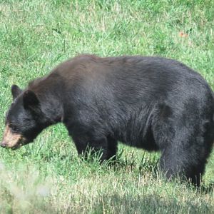 American black bear