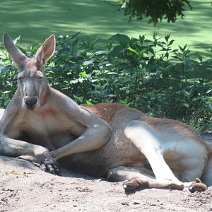 Red kangaroo
