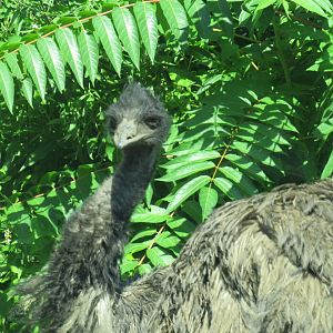 Emu