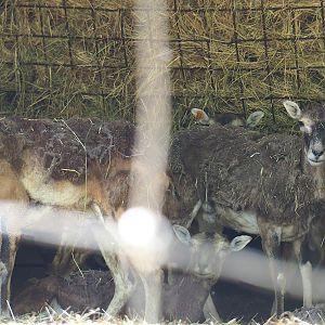 European mouflon ewes (Ovis aries musimon),  2023-06-24