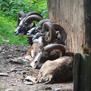 European mouflon rams (Ovis aries musimon),  2023-06-24