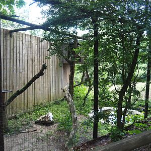 Eurasian great grey owl aviary, 2023-06-24