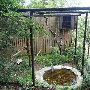 Eurasian great grey owl aviary, 2023-06-24