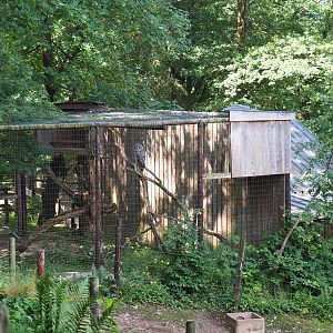 Eurasian great grey owl aviary, 2023-06-24