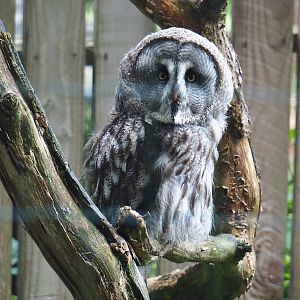 Eurasian Great Grey Owl (Strix nebulosa lapponica), 2023-06-24