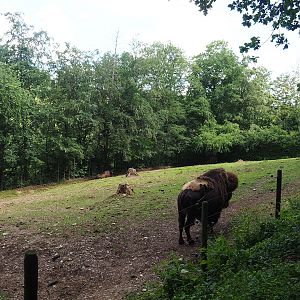 American Plains bison paddock,2023-06-24