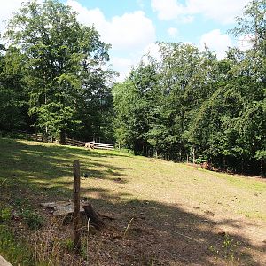 American Plains bison paddock,2023-06-24