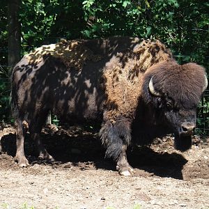 American Plains bison (Bison bison bison), 2023-06-24