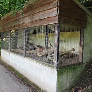Domestic Long-tailed chinchilla exhibit, 2023-06-24