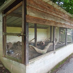 Domestic Long-tailed chinchilla exhibit, 2023-06-24