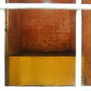 Amur tiger holding, 2023-06-24