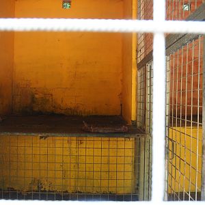 Amur tiger holding, 2023-06-24