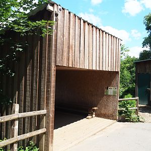 Upper Amur tiger viewing area, 2023-06-24