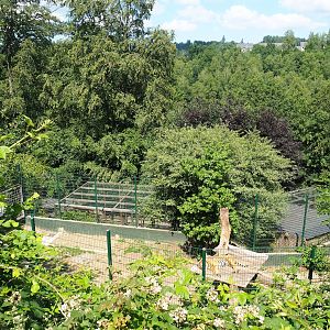 Amur tiger exhibit, 2023-06-24