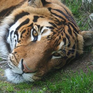 Amur tiger (Panthera tigris altaica), 2023-06-24