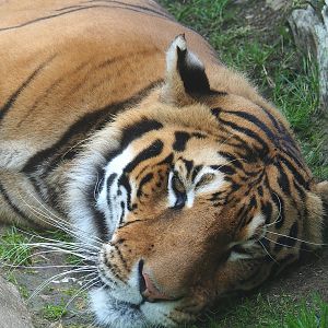 Amur tiger (Panthera tigris altaica), 2023-06-24