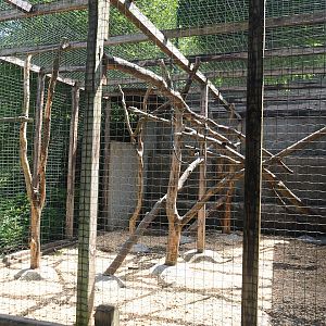 Rhesus macaque exhibit, 2023-06-24