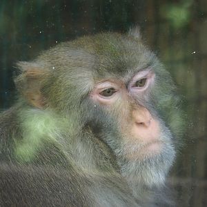 Rhesus macaque (Macaca mulatta), 2023-06-24