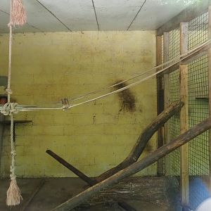 Barbary macaque indoor housing, 2023-06-24