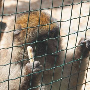 Barbary macaque (Macaca sylvanus), 2023-06-24