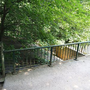 Central European wild boar shelter and holding area, 2023-06-24