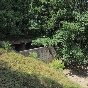 Central European wild boar shelter and holding area, 2023-06-24