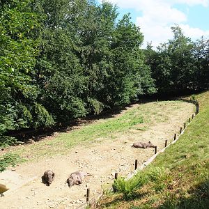 Central European wild boar paddock, 2023-06-24
