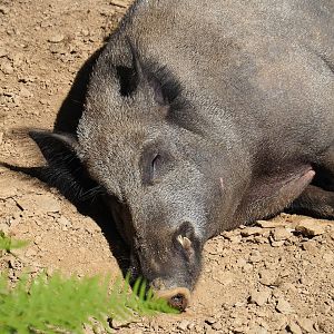 Central European wild boar (Sus scrofa scrofa), 2023-06-24