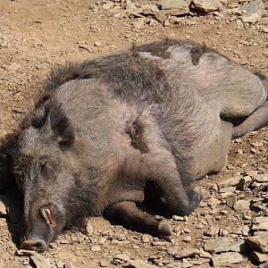 Central European wild boar (Sus scrofa scrofa), 2023-06-24