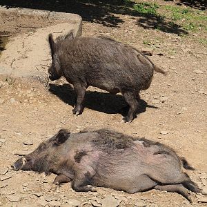 Central European wild boar (Sus scrofa scrofa), 2023-06-24