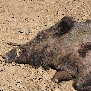 Central European wild boar (Sus scrofa scrofa), 2023-06-24