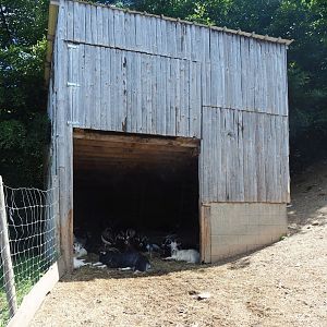 Pyrenean goat barn, 2023-06-24