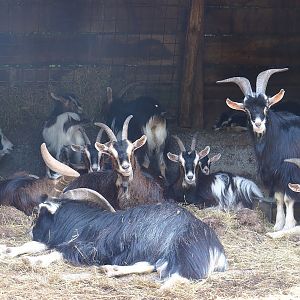 Pyrenean goats (Capra hircus), 2023-06-24