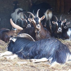 Pyrenean goats (Capra hircus), 2023-06-24