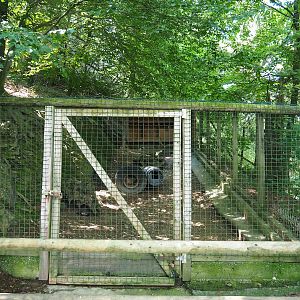 Arctic fox exhibit, 2023-06-24