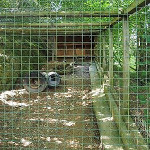 Arctic fox exhibit, 2023-06-24