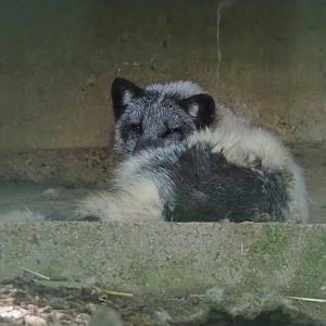 Arctic fox (Alopex lagopus), 2023-06-24