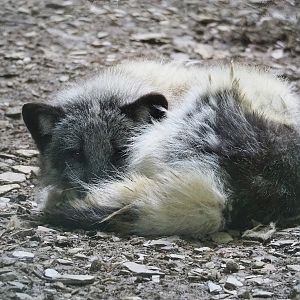 Arctic fox (Alopex lagopus), 2023-06-24