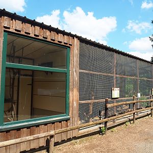 Domestic rabbit, Domestic guinea pig, Lovebird, Cockatiel and Conure aviary, 2023-06-24