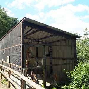 Domestic rabbit, Domestic guinea pig, Lovebird, Cockatiel and Conure aviary, 2023-06-24
