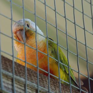 Pineapple Green-cheeked conure (Pyrrhura molinae), 2023-06-24