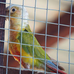Pineapple Green-cheeked conure (Pyrrhura molinae), 2023-06-24