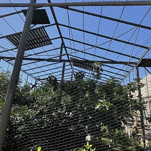 Northern white cheeked gibbon exhibit