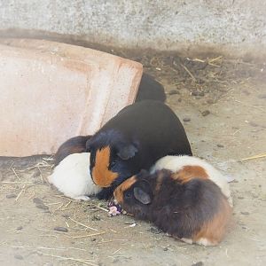 Domestic guinea pigs (Cavia porcellus), 2023-06-24