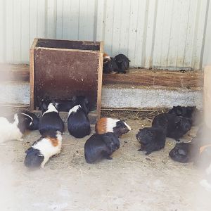 Domestic guinea pigs (Cavia porcellus), 2023-06-24