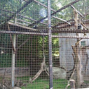 Kikuyu Colobus exhibit, 2023-06-24