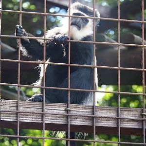 Kikuyu Colobus (Colobus guereza kikuyuensis), 2023-06-24