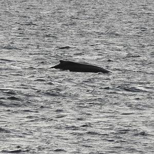 Humpback Whale